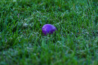 DSC08929-2